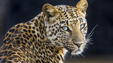 Leopard 4K Wallpapers | HD Wallpapers | ID #28998