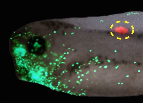 Gap junctions: versatile mediators of long-range developmental signals - the Node