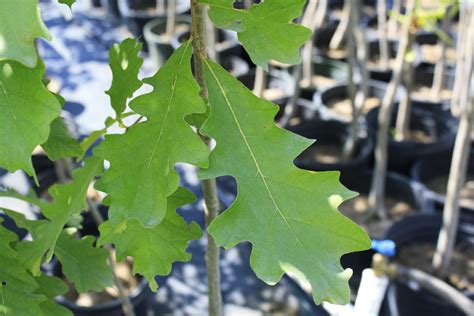 White Oak leaf 1 — Ontario Native Plant Nursery | Container Grown | (705)466-6290