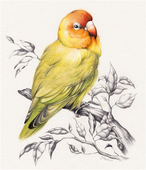 40 Beautiful Bird Drawings and Art works for your inspiration | Bird drawings, Drawing pictures ...