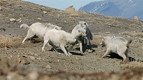 Arctic Wolf Pack | Wolf Pack Teams Up to Fight Off Intruder | Nature | PBS