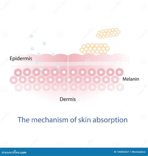 Nutrient Absorption Diagram