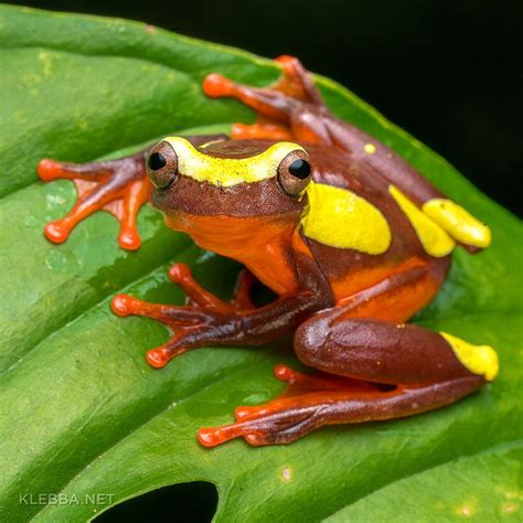 Amazon Rainforest Animals Tree Frog | RAINFOREST ANIMAL