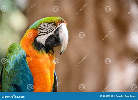 Green and Orange Macaw Bird Stock Image - Image of feather, parrot ...