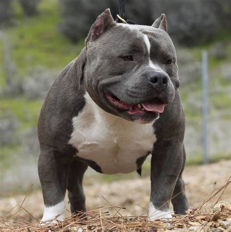 American Bully SBK’s First Son