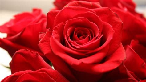 Red Rose Wallpaper - Flowers HD Wallpapers - HDwallpapers.net