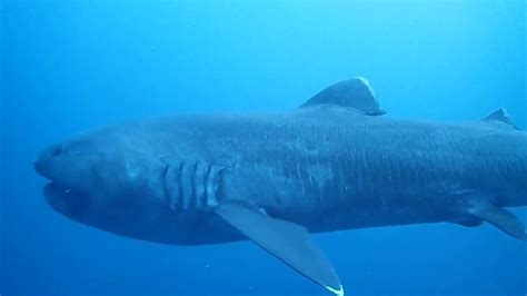 Megamouth Shark Habitat