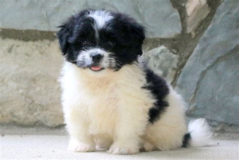 Bichon Pekingese Mix Puppies - Puppy And Pets