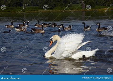 White Swan and a Flock of Canada Goose Stock Photo - Image of wildlife, lake: 13039710