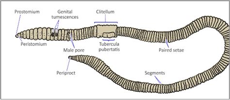 Segmented Worm Anatomy