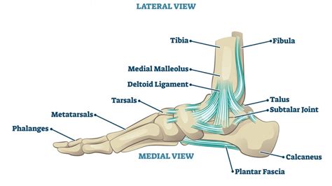 How to Heal a Torn Deltoid Ligament - Regenexx