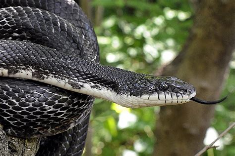 Black Rat Snake | The Maryland Zoo