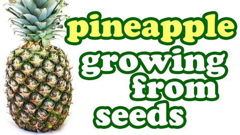 How to Grow a Pineapple Plant from Seeds - Growing Pineapples Fruit Trees - Tropical Fruits ...