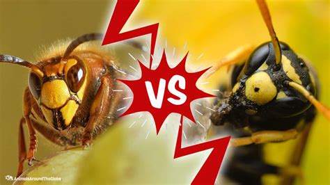 Hornet vs. Wasp - Animals Around The Globe