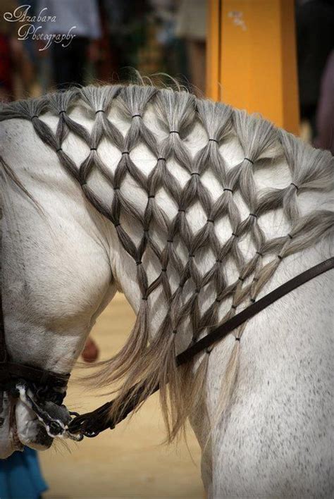 69 best images about horse braids on Pinterest | Spanish, Ponies and Dressage