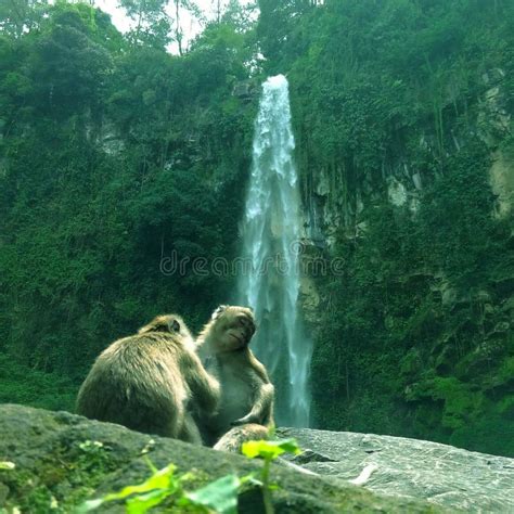 Two Monkeys Playing Under a Landscape of Waterfall Stock Image - Image of tropical, playful ...