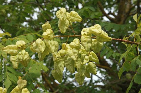 Koelreuteria paniculata Stock Photo | Adobe Stock