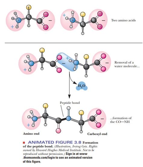 Formation Of A Peptide Bond