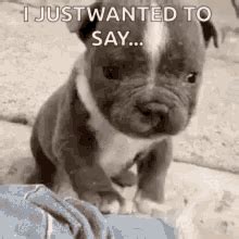 Adorable Pitbull Puppies GIFs | Tenor