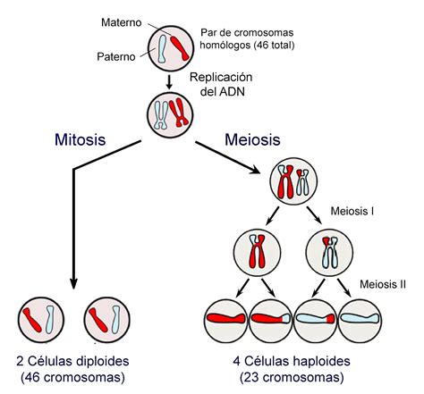 Dibujo De Meiosis Y Mitosis Images And Photos Finder 1664 | The Best Porn Website