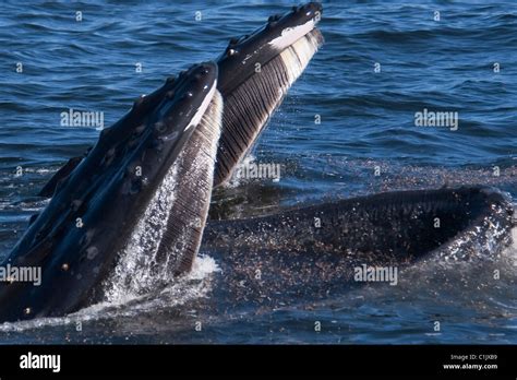 Humpback Whale Eating Krill