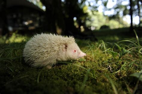 Landak albino ditemui di Russia - Unikversiti