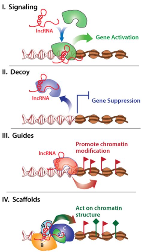 Long Non-Coding RNA (LncRNA)