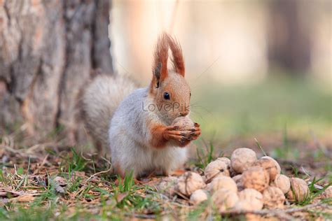 Squirrel Eating Walnut Picture And HD Photos | Free Download On Lovepik