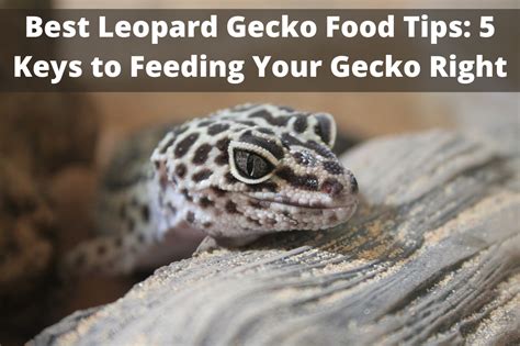 Best Leopard Gecko Food Tips: 5 Keys to Feeding Your Gecko Right - The ...