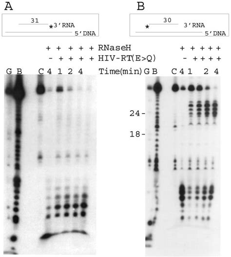 A and B, RNase H protection assay using 3 end-labeled RNA shows that RT... | Download Scientific ...