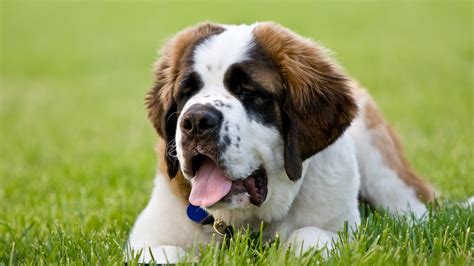 St Bernard Dog Breeds