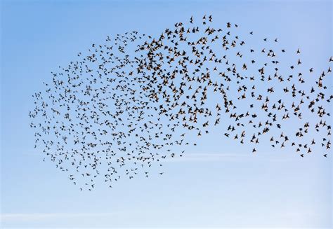 Birds in flight coordinate their movements instantly