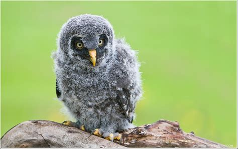 Raymond Barlow Photography: Baby Great Grey owl (captive)