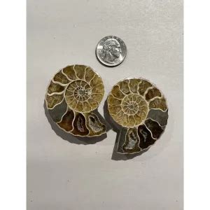 Ammonite sliced pair, Premium Quality » Prehistoric Online