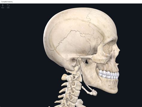 Bones: Skull. – Anatomy & Physiology