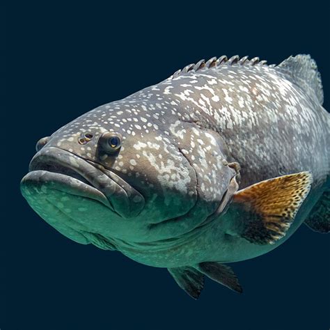 Giant Grouper - Georgia Aquarium