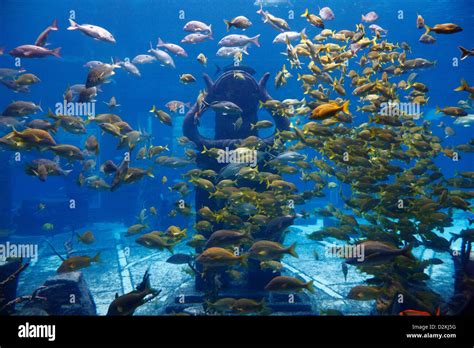 Aquarium in Atlantis hotel resort, Nassau Bahamas Stock Photo - Alamy