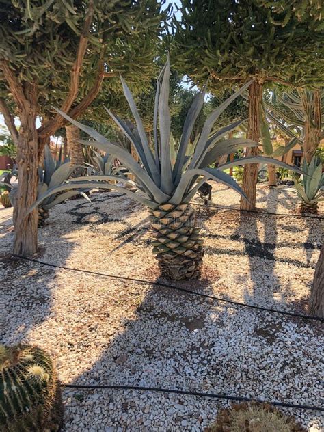 Blue Agave, Agave Azul or Tequila Agave Growing in Egypt Stock Image - Image of background ...