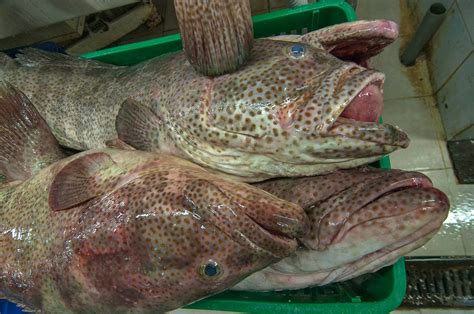 Types ofgrouper fish wholesale available in the market