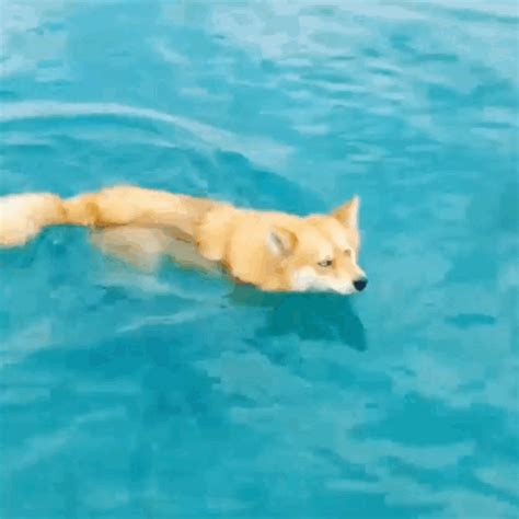 And swimming. | Pet fox, Pomeranian puppy, Pomeranian husky