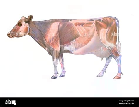 Cow anatomy with its muscular system Stock Photo - Alamy