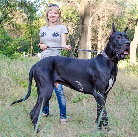 Correa de cuero para perro gran danes gigante «Buen espíritu» - L313