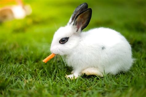 Premium Photo | A rabbit eating carrot on the green grass.