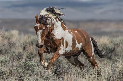 Where are wild horses in colorado