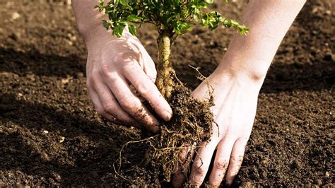 Tree Planting Instructions at arborday.org