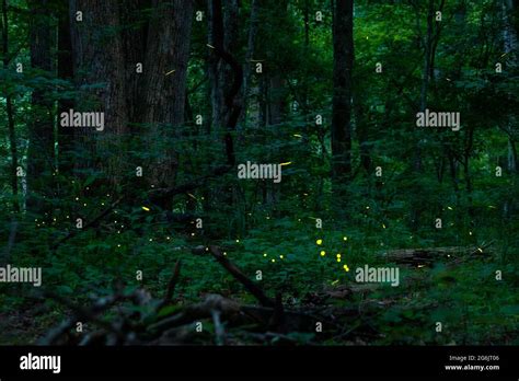 Fireflies night in forest fireflies hi-res stock photography and images - Alamy