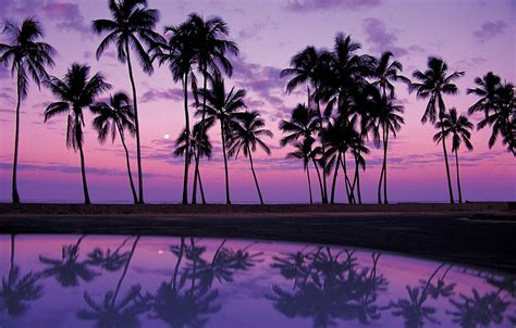 Wallpaper sand, water, sunset, reflection, palm trees, shadows, Africa, purple background images ...