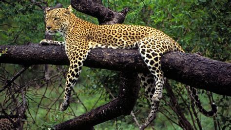 Wild Animal Leopard on Tree | HD Wallpapers