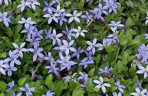 Grow Blue Star Creeper Ground Cover instead of Lawn Grass