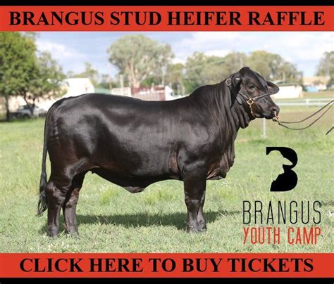 Breeding Brangus | Australian Brangus Cattle Association